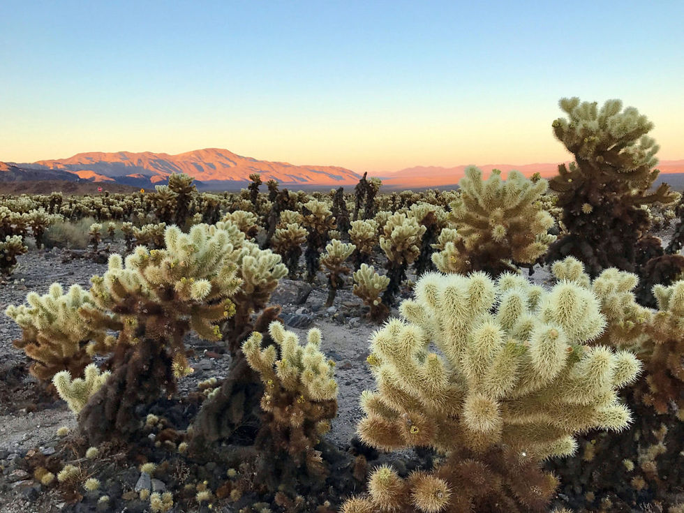 Cholla Cactus Garden at sunset, Joshua Tree National Park