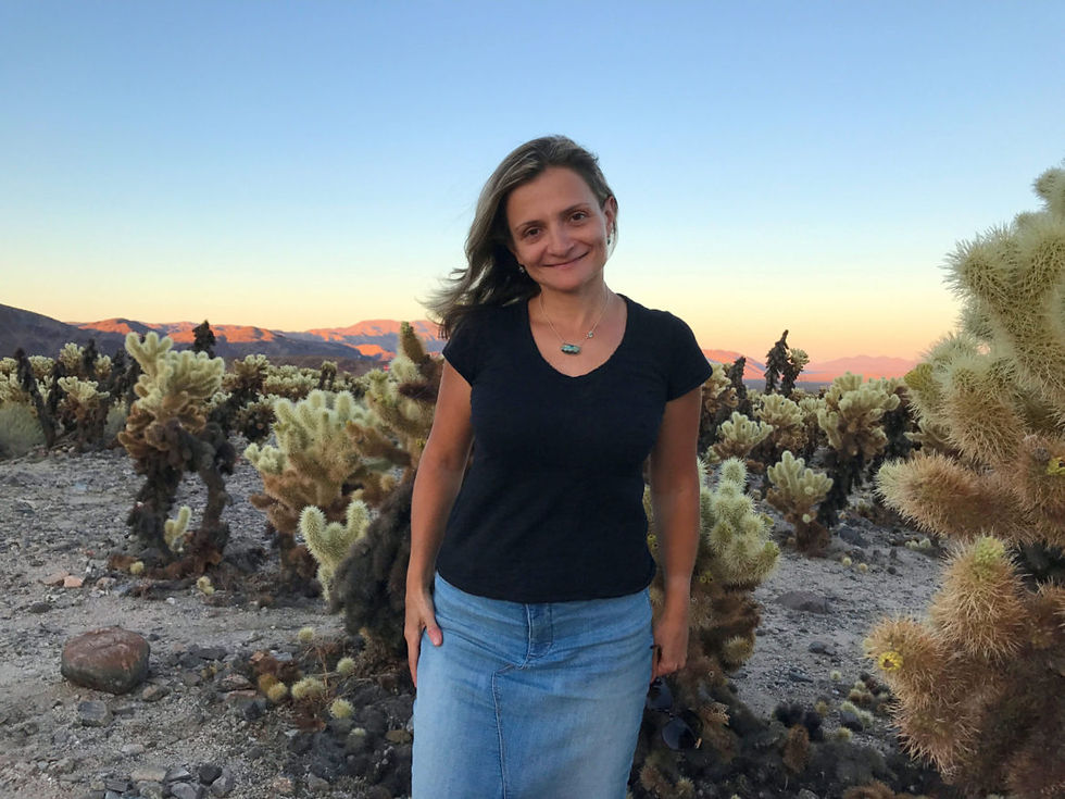 Sunset in Cholla Cactus Garden, Joshua Tree National Park