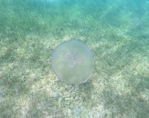 Day Trip Culebra Snorkeling Tour I VENTURES.jpeg