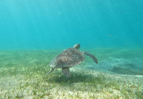 Culebra Snorkeling Day Trip I VENTURES.jpeg