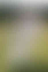 Tan wedding suit with cowboy hat western or boho style