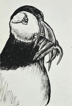 A puffins lunch