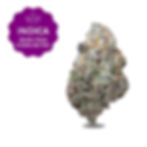 Purple Punch (Dream Factory)