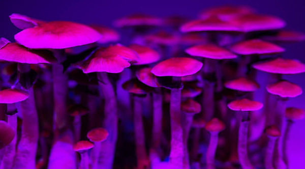 mushrooms icon 2.jpg