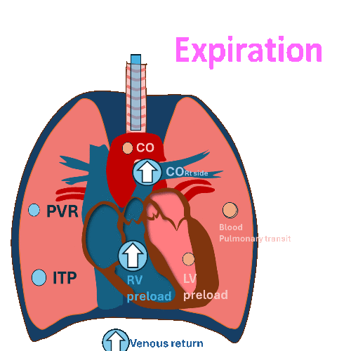 heart lung interaction2.gif
