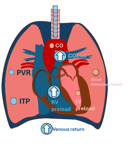 heart lung interaction.gif