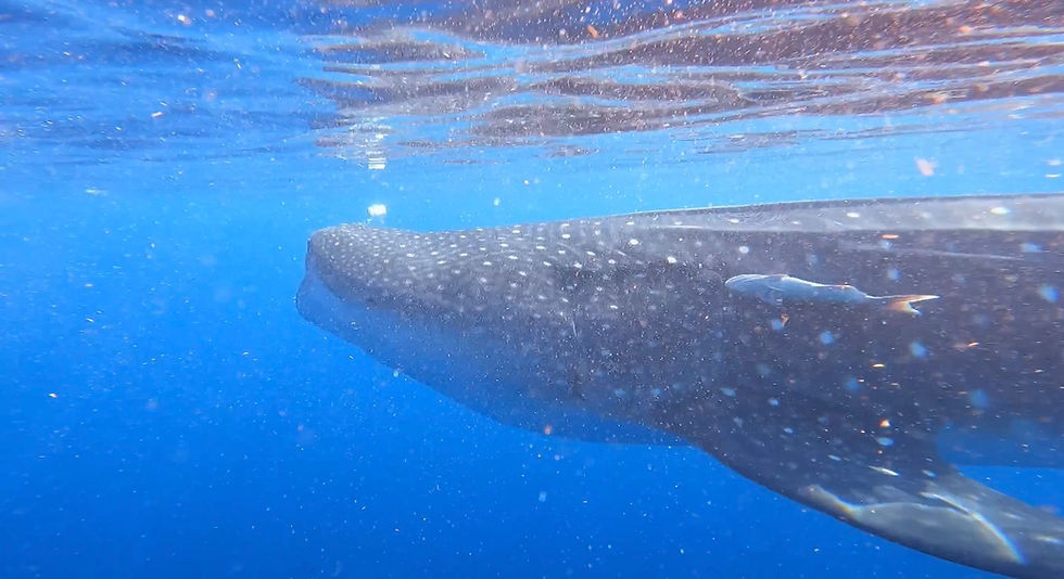 That constellation of spots — as unique to each whale shark as a fingerprint