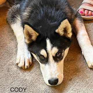 Cody.jpeg