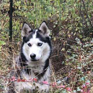 Nala