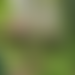 Imagem externa do bosque com os chalés da Pousada e Spa Cantos e Contos em Monte Verde/MG