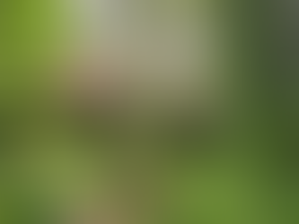 Imagem externa do bosque com os chalés da Pousada e Spa Cantos e Contos em Monte Verde/MG