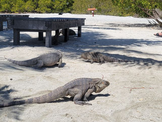 Exploring Iguanas on the Island of Cayo Blanco in Cuba