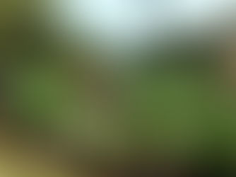 Des trésors de Cuba - La culture du tabac à Cuba