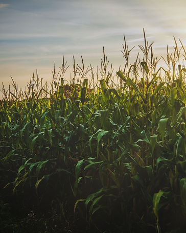 Untitled (373 x 466 px).png