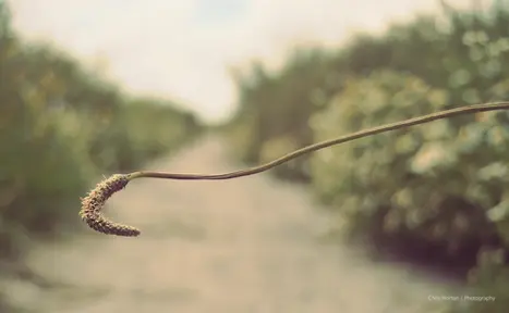 Curled wild plant stem with blurred dreamy background.