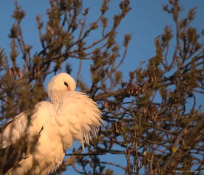 Stork perched in trees, feathers puffed out, Lattes, France