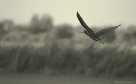 Ibis flying over La Camargue, France