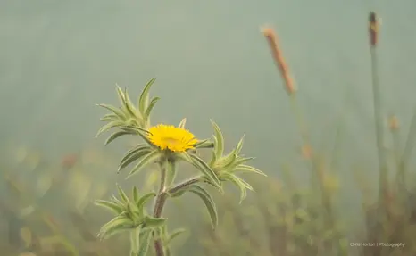 Yellow wild plant with green leaves and out-of-focus background.