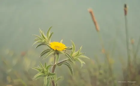 Yellow wild plant with green leaves and out-of-focus background.