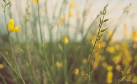 Yellow wildflowers with curled petals against a soft green and yellow background.