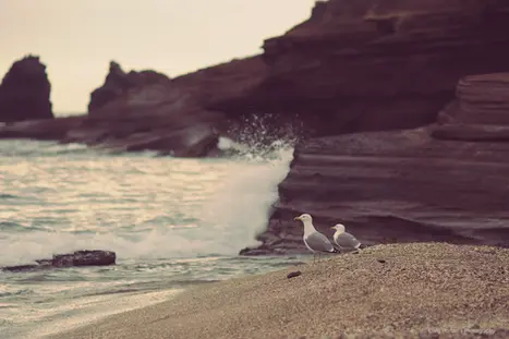 Two gulls facing beach with cliffs, Agde, France