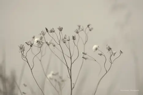 Vintage monochrome photo of a wild plant with curled stems and budding flowers in Frontignan, France