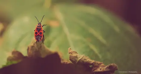 Shield bug on a plant, Bois de Boulogne, Paris, France