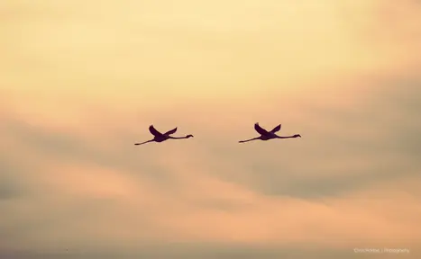 Two silhouetted flamingos flying at dusk in Pérols, France.