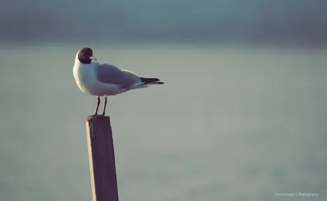 Small gull with black face perched on wood in Sète, France