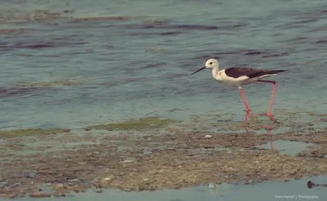 White-backed stilt walking in shallow waters, La Camargue, France
