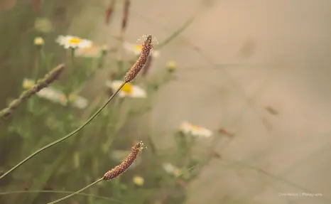 Dreamy nature photo of wild plants and scattered daisies near a footpath in Frontignan, France