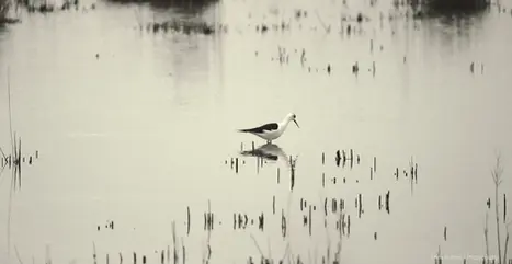 Bird searching for food in shallow water with plants, Lattes, France