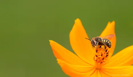 Bee on a yellow plant with a green background in Jardin des Plantes, Paris