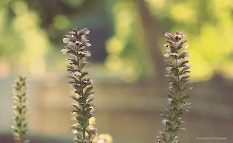 Two Acanthus mollis plants in focus with a soft green blurred background, photographed near the Roman baths in Nîmes, France.