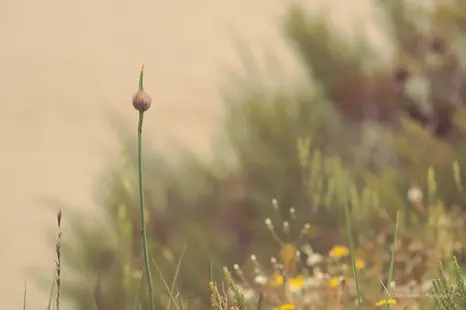 Thick-stemmed plant with purple bud and wildflowers.