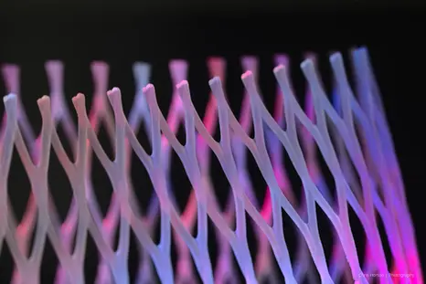 Macro photo of a purple and blue fruit protector with oval patterns in Lattes, France