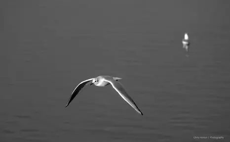 Seagull flying over lagoon, black and white, Palavas-les-Flots, France