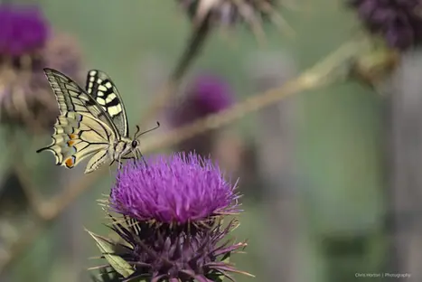 Yellow and black butterfly on a purple plant, Lattes, France