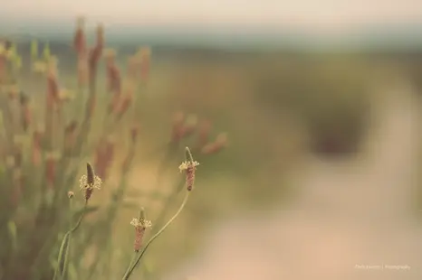 Photo of wild plants along a footpath at the abandoned saltworks in Frontignan, France
