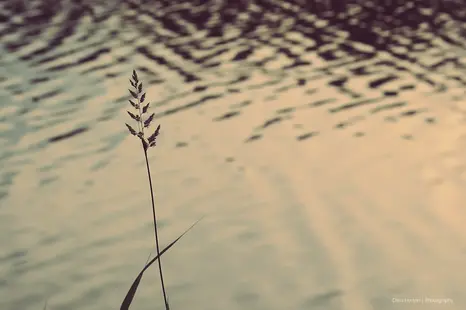 Thin wild plant in front of the wavy Lez River in Lattes, France