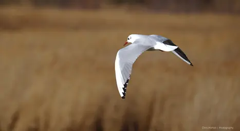 Bird flying over landscape, wings visible, Lattes, France
