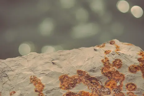 Orange-moss rock with white bokeh lights.
