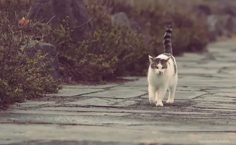 House cat walking along pathway, Agde, France