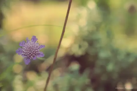 Purple wildflower with a soft green blurred background and a diagonal branch in Montpellier, France.