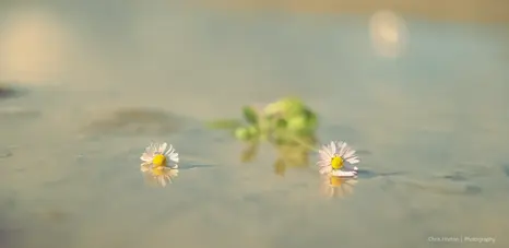 Two daisy flowers resting in a puddle with a soft reflection near a pond in Pérols, France.