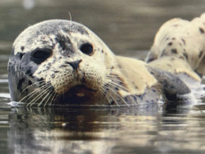 Motion: Protecting Marine Mammals