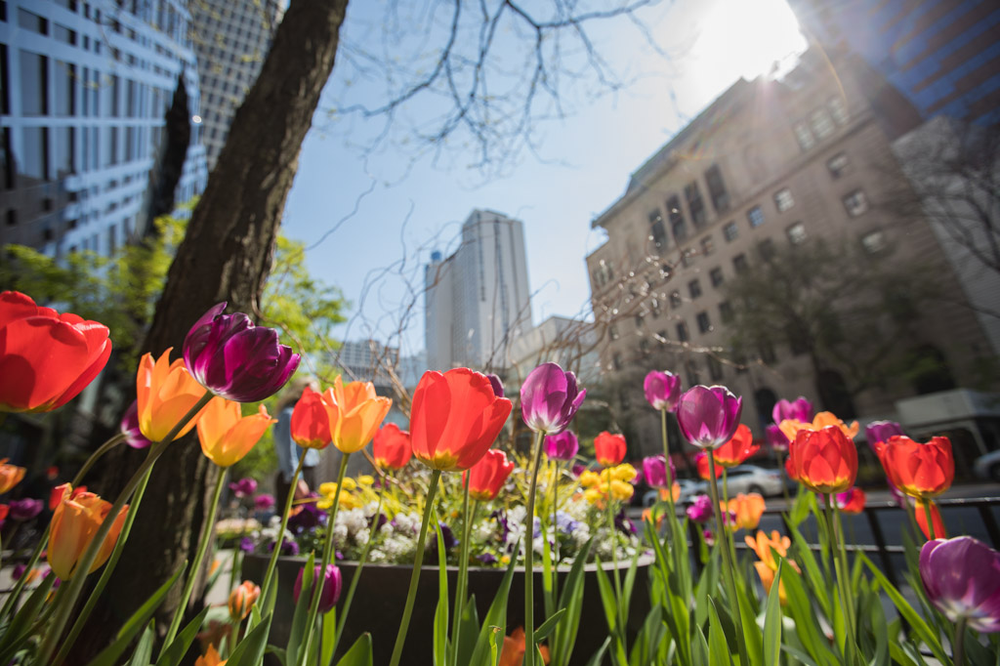 tulips en chicago