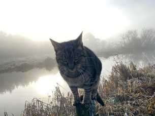 Cavan Community ENews 2.1.26