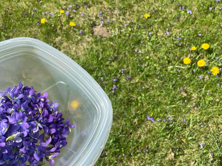 Welcome to Mystik Willows, Plants & Things