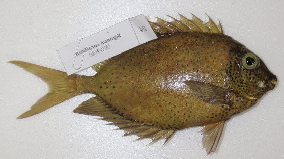 Siganidae독가시치과